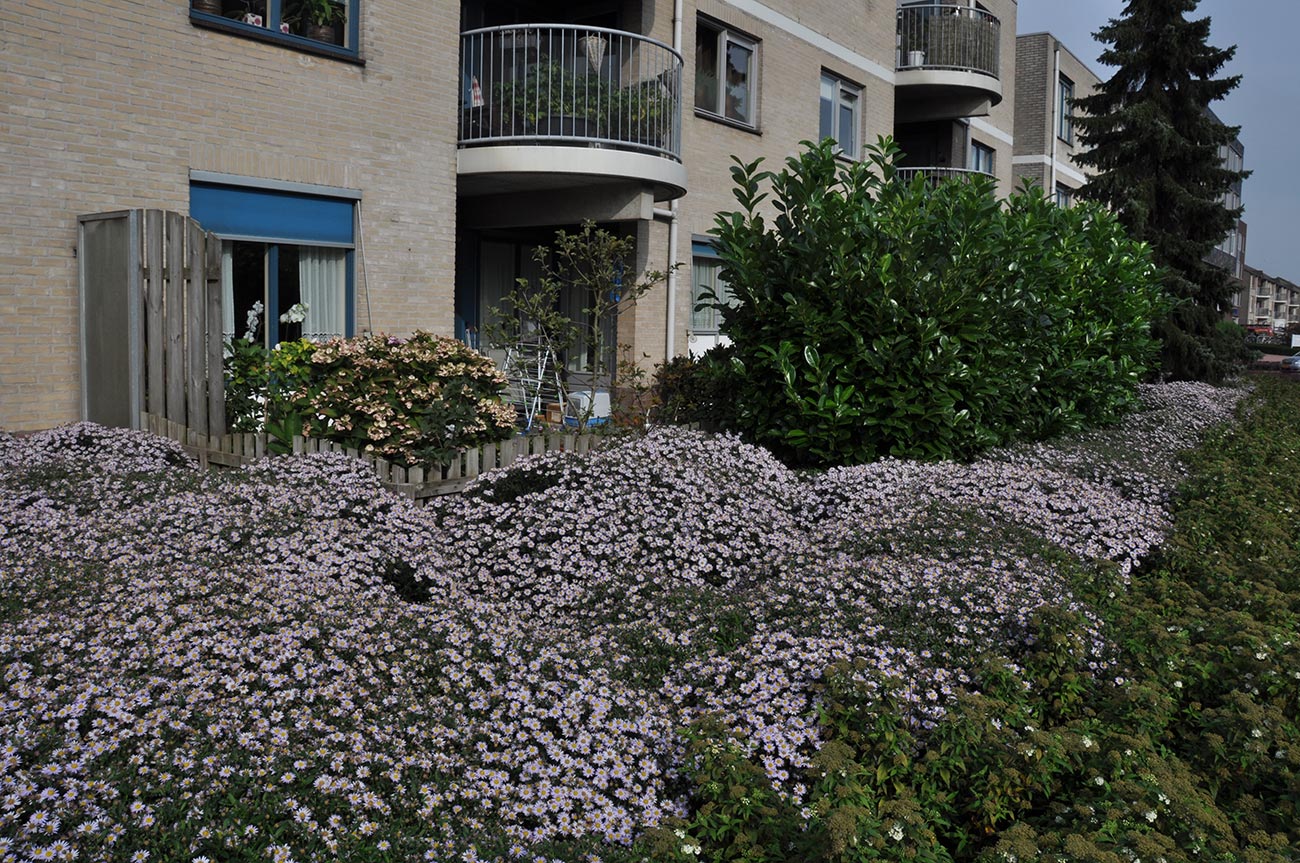 Aster ageratoides deals