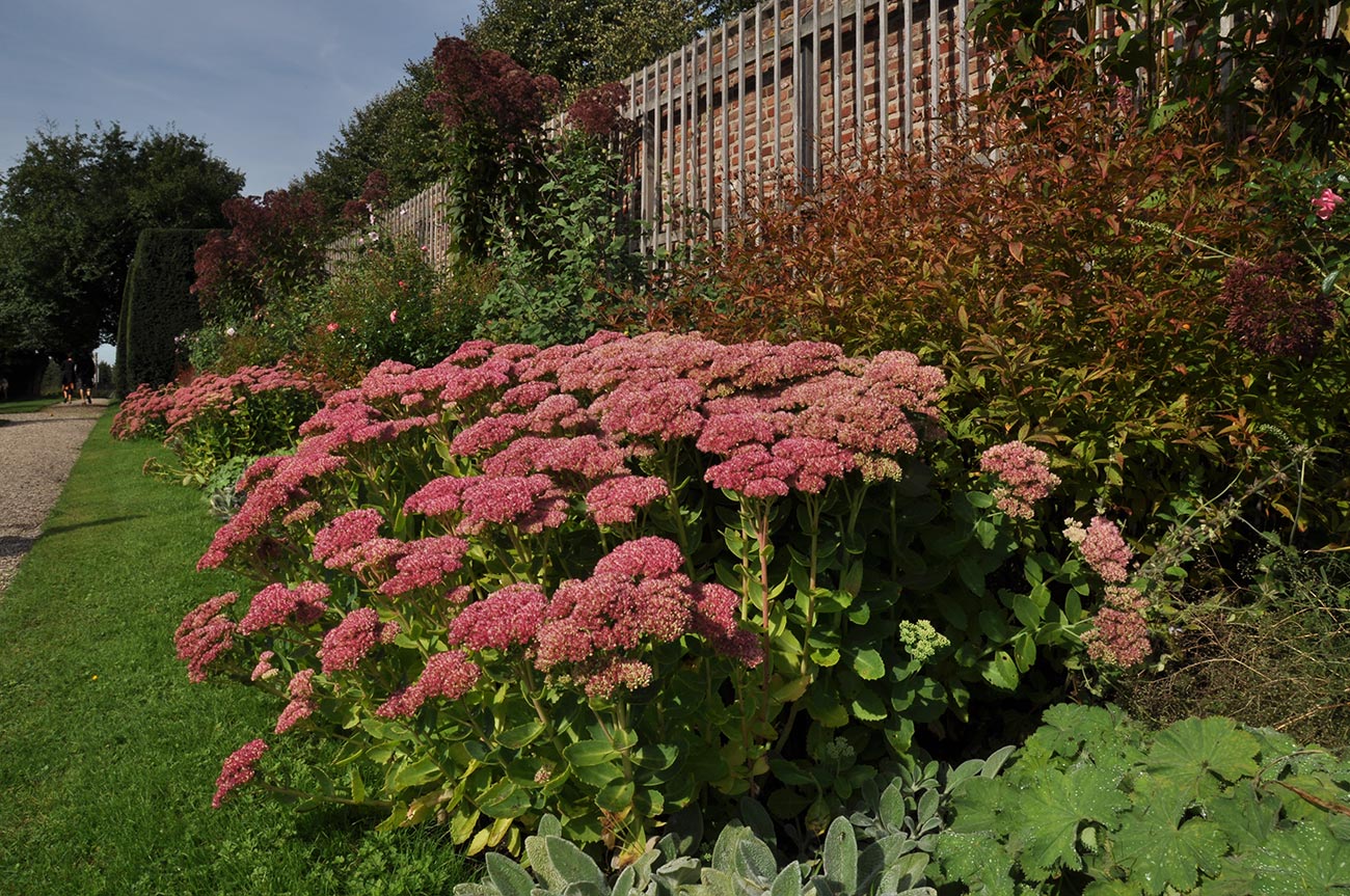 Sedum_telephium_01AK.jpg